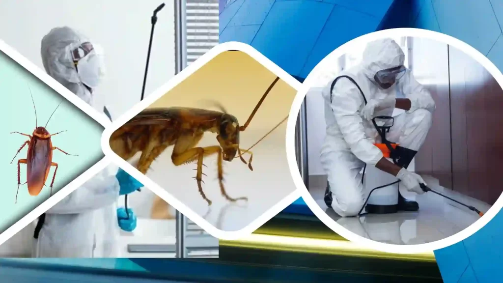 Cockroach control services - Maa Kamakhya Pest-Control Company